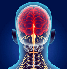 Жатыр мойны омыртқасының жүйке каналдарының иллюстрациясы